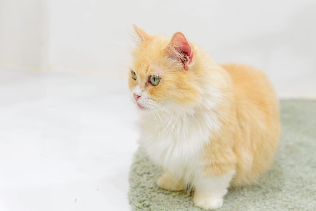 Munchkin Cat Breed: Size, Appearance & Personality