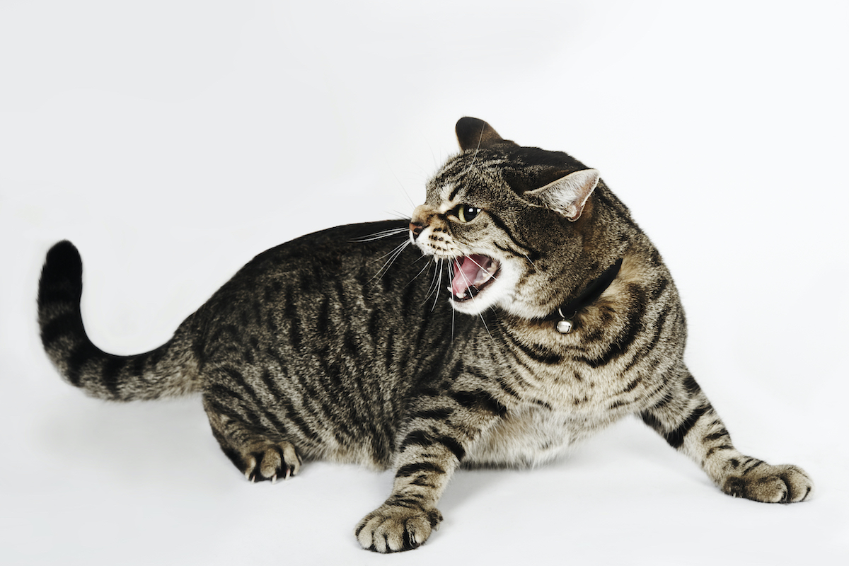 5 Reasons Why Your Cat Is Growling & How To Stop It