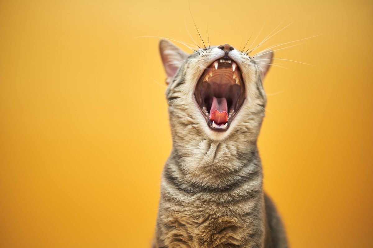 The 7 most common cat sounds and their meanings - Love my catz