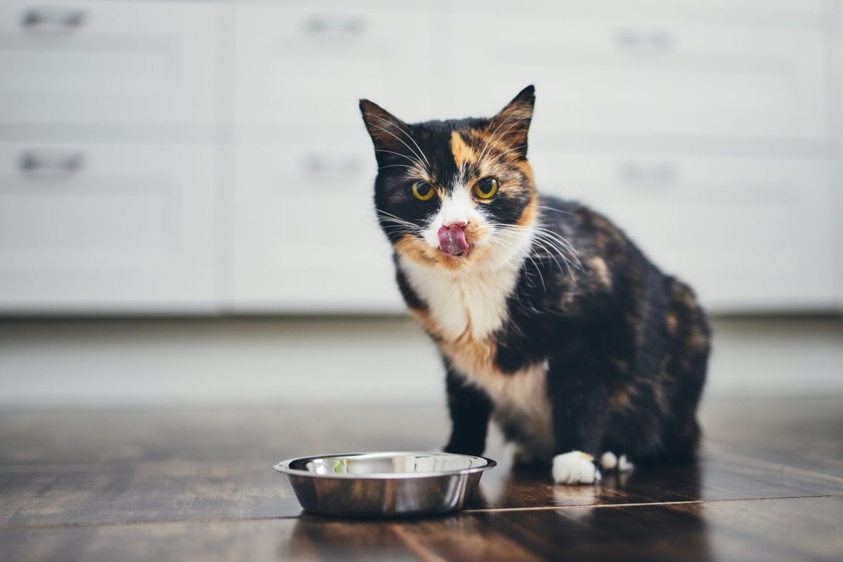 Diabetes in cats can be avoided.