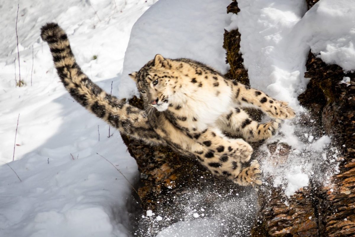 snow leopard is hunting